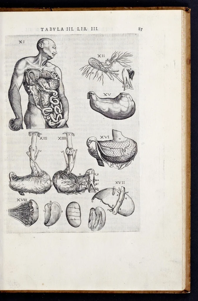 An illustration from Vivae imagines partivm corporis hvmani aereis formis expressae, 1566, leaf 92