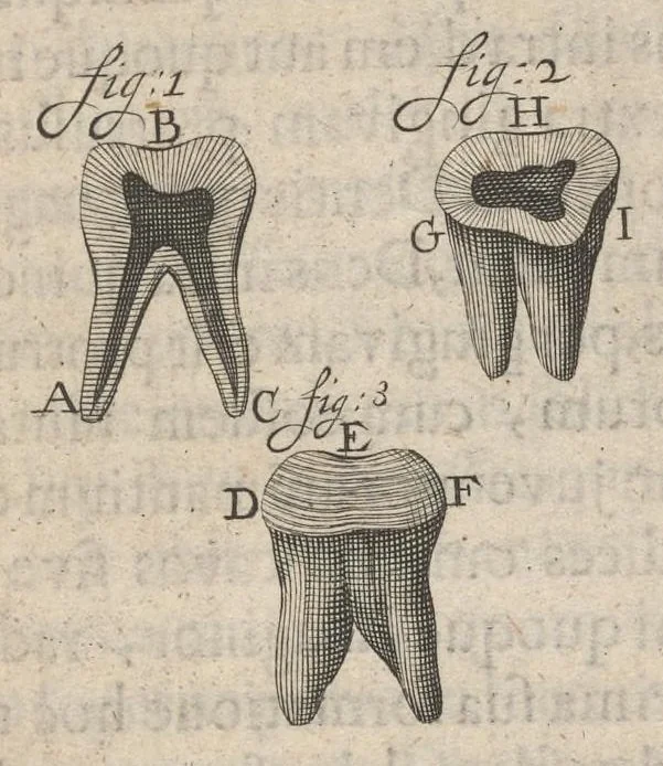 An illustration from Arcana naturae, ope & beneficio exquisitissimorum microscopiorum detecta, variisque experimentis demonstrata : una cum discursu & ulteriori dilucidatione, epistolis suis ad celeberrimum, quod Ser.mi Magnae Brittanniae regis auspicio Londini floret, philosophorum collegium datis, comprehensa, 1696, leaf 102