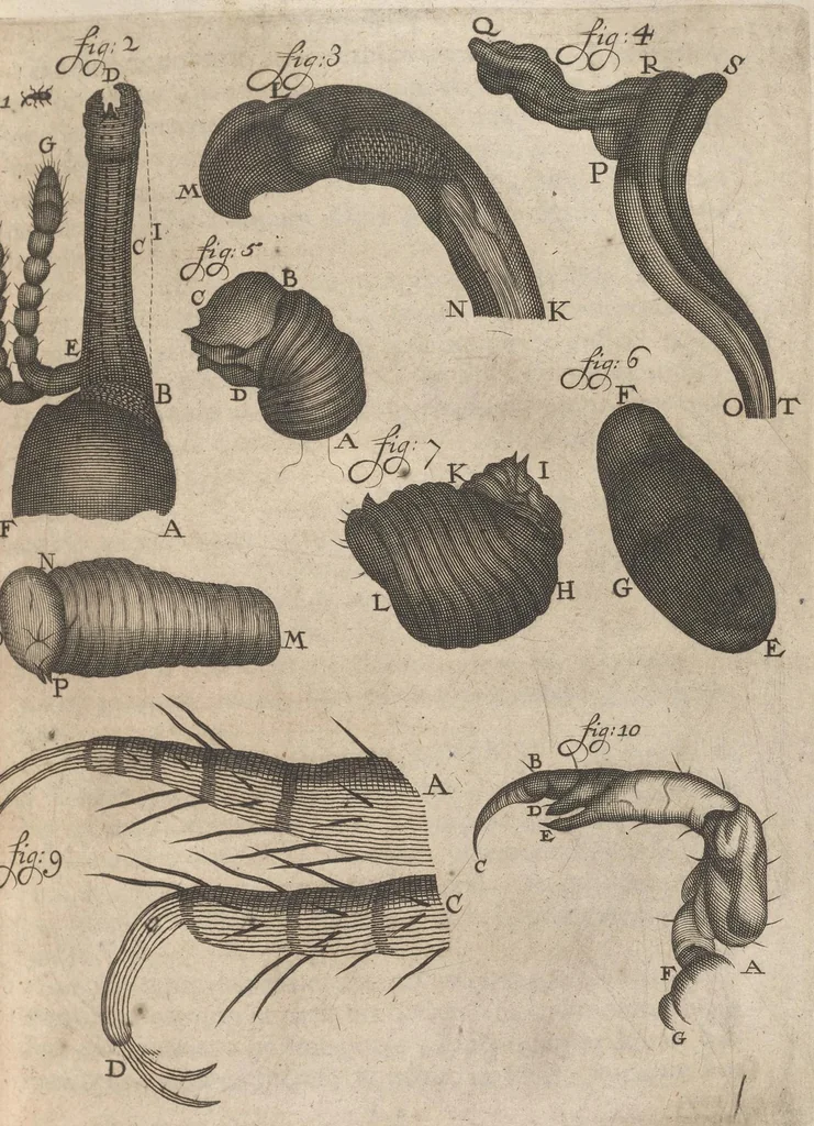 An illustration from Arcana naturae, ope & beneficio exquisitissimorum microscopiorum detecta, variisque experimentis demonstrata : una cum discursu & ulteriori dilucidatione, epistolis suis ad celeberrimum, quod Ser.mi Magnae Brittanniae regis auspicio Londini floret, philosophorum collegium datis, comprehensa, 1696, leaf 168