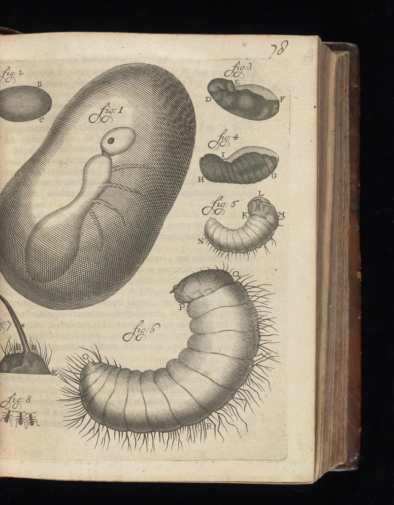 An illustration from Arcana naturae, ope & beneficio exquisitissimorum microscopiorum detecta, variisque experimentis demonstrata : una cum discursu & ulteriori dilucidatione, epistolis suis ad celeberrimum, quod Ser.mi Magnae Brittanniae regis auspicio Londini floret, philosophorum collegium datis, comprehensa, 1696, leaf 182