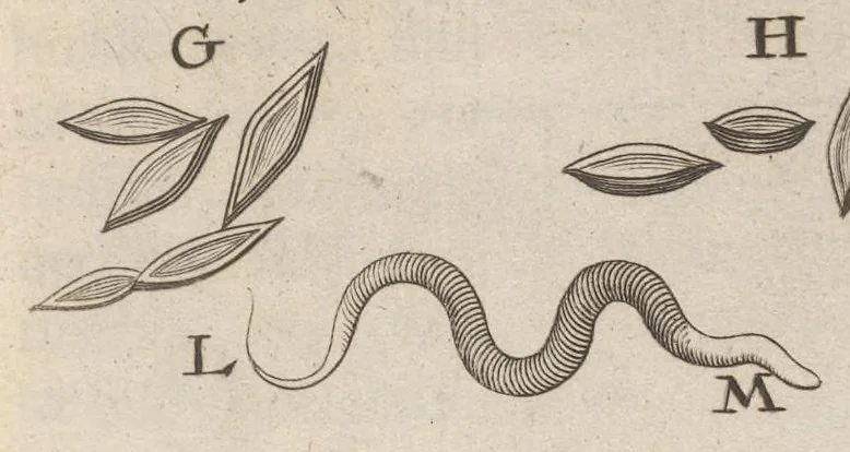 An illustration from Arcana naturae, ope & beneficio exquisitissimorum microscopiorum detecta, variisque experimentis demonstrata : una cum discursu & ulteriori dilucidatione, epistolis suis ad celeberrimum, quod Ser.mi Magnae Brittanniae regis auspicio Londini floret, philosophorum collegium datis, comprehensa, 1696, leaf 20