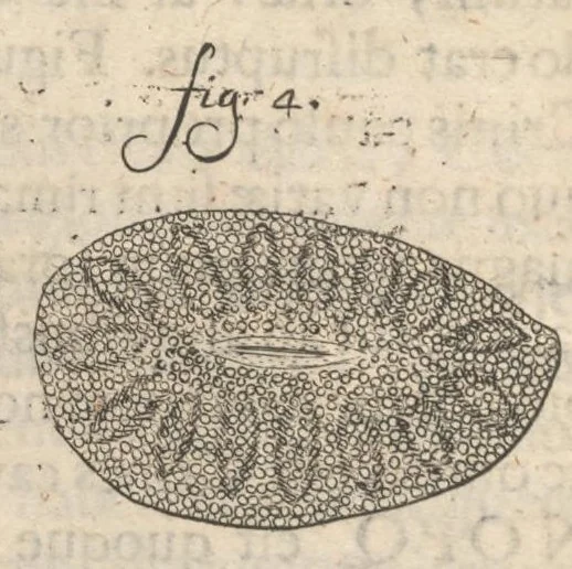 An illustration from Arcana naturae, ope & beneficio exquisitissimorum microscopiorum detecta, variisque experimentis demonstrata : una cum discursu & ulteriori dilucidatione, epistolis suis ad celeberrimum, quod Ser.mi Magnae Brittanniae regis auspicio Londini floret, philosophorum collegium datis, comprehensa, 1696, leaf 265