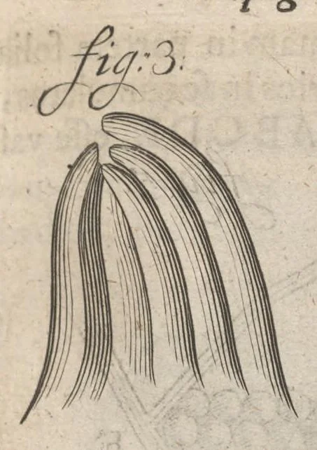 An illustration from Arcana naturae, ope & beneficio exquisitissimorum microscopiorum detecta, variisque experimentis demonstrata : una cum discursu & ulteriori dilucidatione, epistolis suis ad celeberrimum, quod Ser.mi Magnae Brittanniae regis auspicio Londini floret, philosophorum collegium datis, comprehensa, 1696, leaf 292