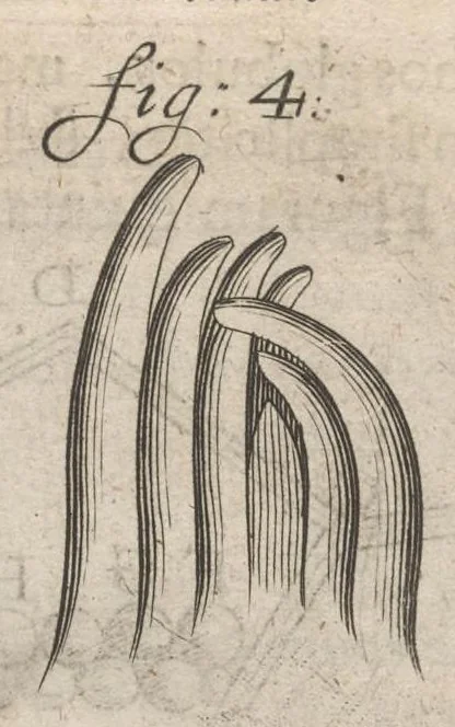 An illustration from Arcana naturae, ope & beneficio exquisitissimorum microscopiorum detecta, variisque experimentis demonstrata : una cum discursu & ulteriori dilucidatione, epistolis suis ad celeberrimum, quod Ser.mi Magnae Brittanniae regis auspicio Londini floret, philosophorum collegium datis, comprehensa, 1696, leaf 292