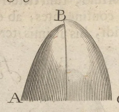 An illustration from Arcana naturae, ope & beneficio exquisitissimorum microscopiorum detecta, variisque experimentis demonstrata : una cum discursu & ulteriori dilucidatione, epistolis suis ad celeberrimum, quod Ser.mi Magnae Brittanniae regis auspicio Londini floret, philosophorum collegium datis, comprehensa, 1696, leaf 295
