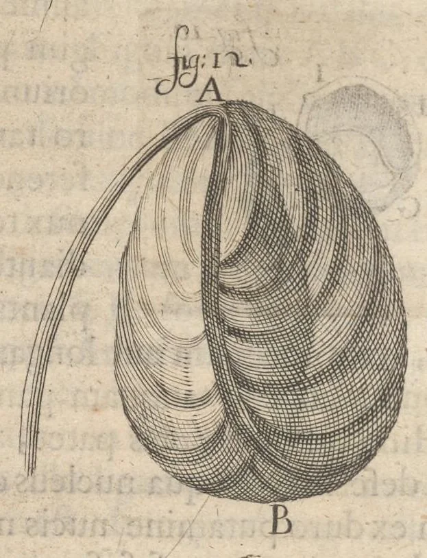 An illustration from Arcana naturae, ope & beneficio exquisitissimorum microscopiorum detecta, variisque experimentis demonstrata : una cum discursu & ulteriori dilucidatione, epistolis suis ad celeberrimum, quod Ser.mi Magnae Brittanniae regis auspicio Londini floret, philosophorum collegium datis, comprehensa, 1696, leaf 301