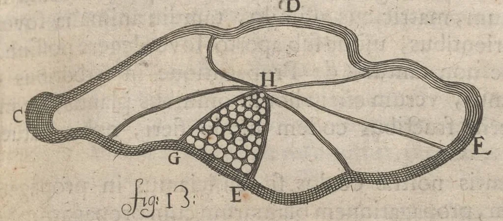 An illustration from Arcana naturae, ope & beneficio exquisitissimorum microscopiorum detecta, variisque experimentis demonstrata : una cum discursu & ulteriori dilucidatione, epistolis suis ad celeberrimum, quod Ser.mi Magnae Brittanniae regis auspicio Londini floret, philosophorum collegium datis, comprehensa, 1696, leaf 302