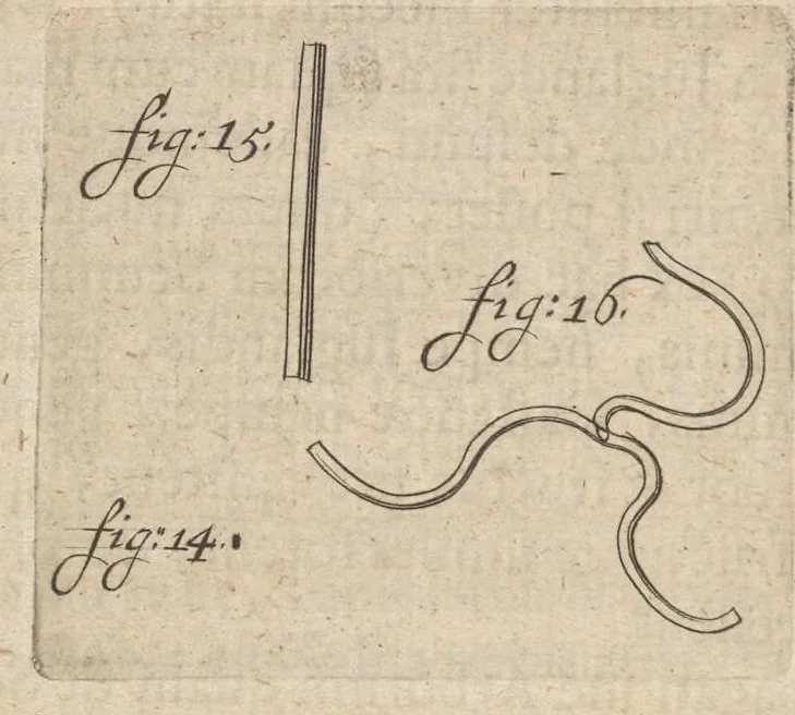 An illustration from Arcana naturae, ope & beneficio exquisitissimorum microscopiorum detecta, variisque experimentis demonstrata : una cum discursu & ulteriori dilucidatione, epistolis suis ad celeberrimum, quod Ser.mi Magnae Brittanniae regis auspicio Londini floret, philosophorum collegium datis, comprehensa, 1696, leaf 307