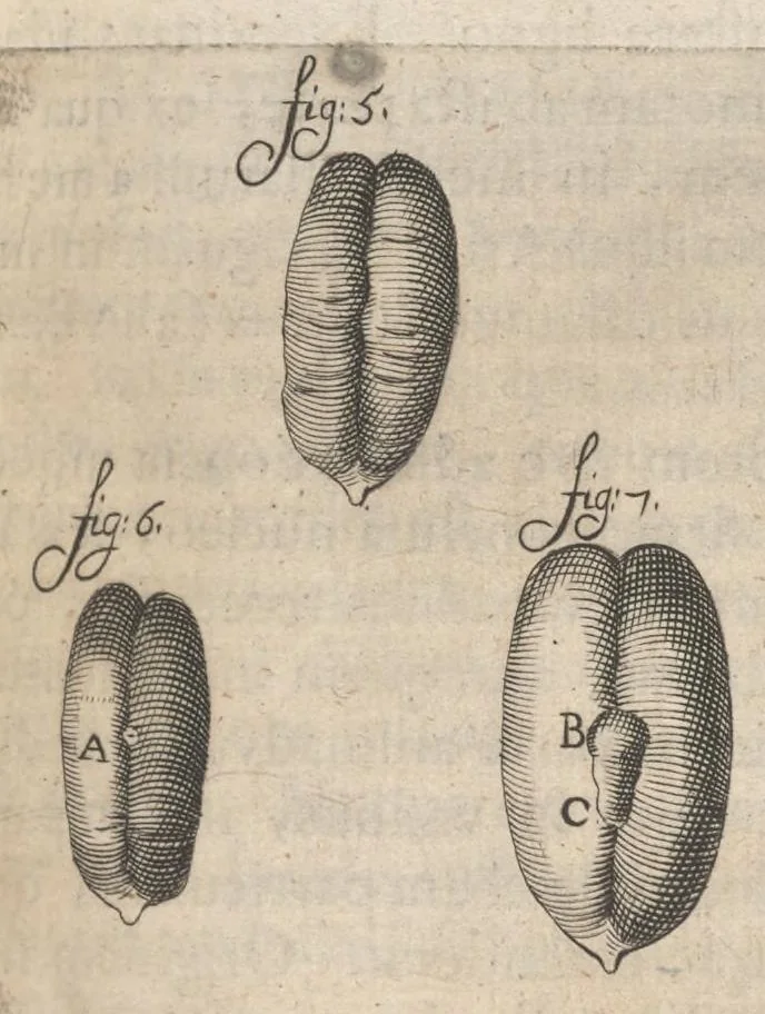 An illustration from Arcana naturae, ope & beneficio exquisitissimorum microscopiorum detecta, variisque experimentis demonstrata : una cum discursu & ulteriori dilucidatione, epistolis suis ad celeberrimum, quod Ser.mi Magnae Brittanniae regis auspicio Londini floret, philosophorum collegium datis, comprehensa, 1696, leaf 318