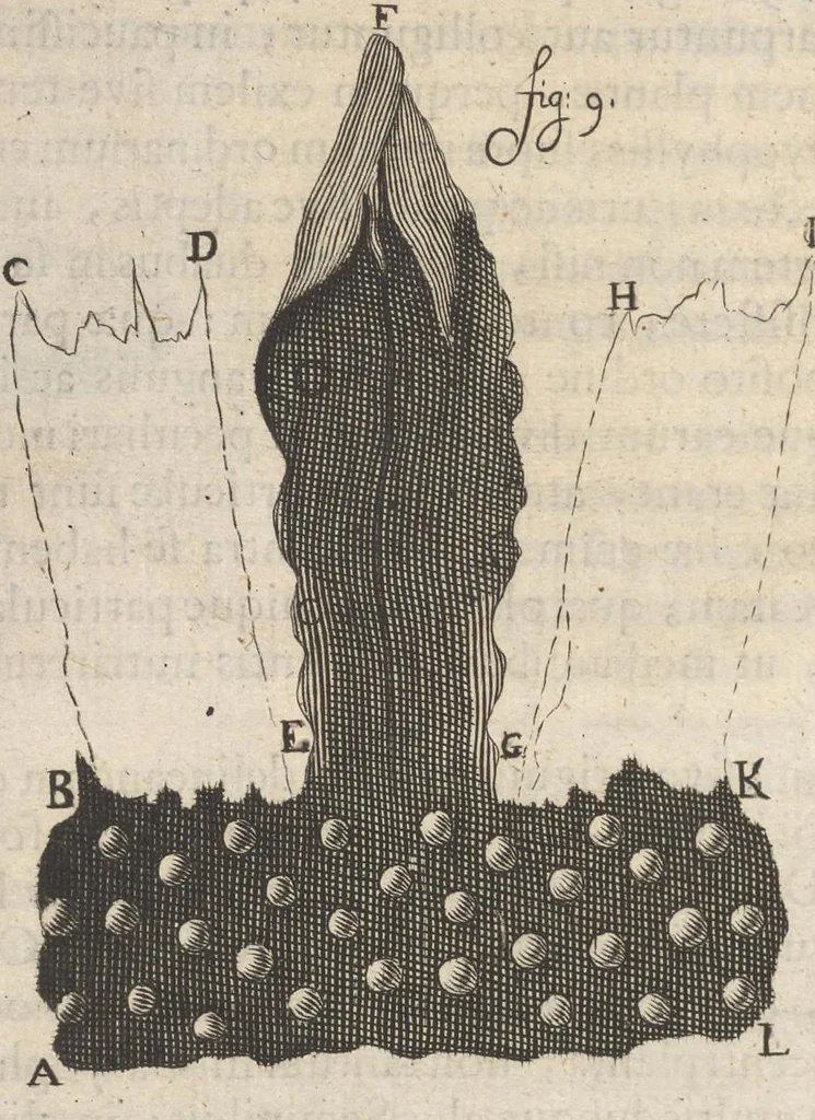 An illustration from Arcana naturae, ope & beneficio exquisitissimorum microscopiorum detecta, variisque experimentis demonstrata : una cum discursu & ulteriori dilucidatione, epistolis suis ad celeberrimum, quod Ser.mi Magnae Brittanniae regis auspicio Londini floret, philosophorum collegium datis, comprehensa, 1696, leaf 321