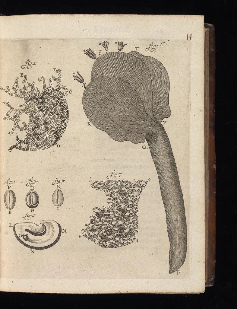 An illustration from Arcana naturae, ope & beneficio exquisitissimorum microscopiorum detecta, variisque experimentis demonstrata : una cum discursu & ulteriori dilucidatione, epistolis suis ad celeberrimum, quod Ser.mi Magnae Brittanniae regis auspicio Londini floret, philosophorum collegium datis, comprehensa, 1696, leaf 34