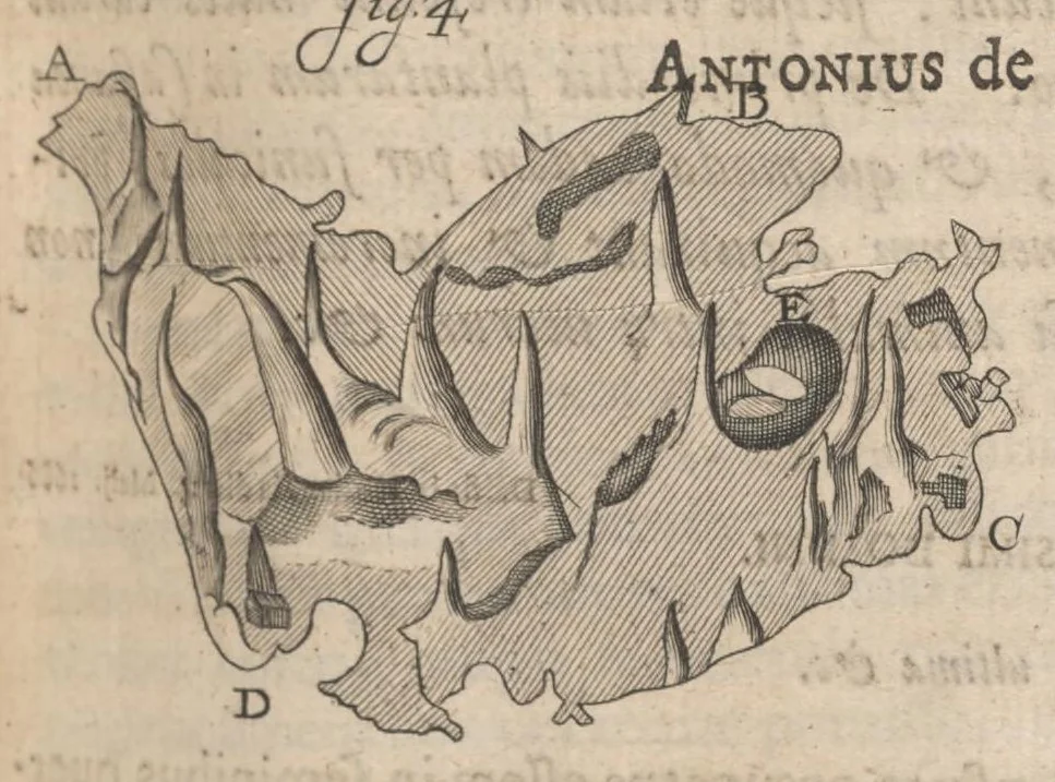 An illustration from Arcana naturae, ope & beneficio exquisitissimorum microscopiorum detecta, variisque experimentis demonstrata : una cum discursu & ulteriori dilucidatione, epistolis suis ad celeberrimum, quod Ser.mi Magnae Brittanniae regis auspicio Londini floret, philosophorum collegium datis, comprehensa, 1696, leaf 442