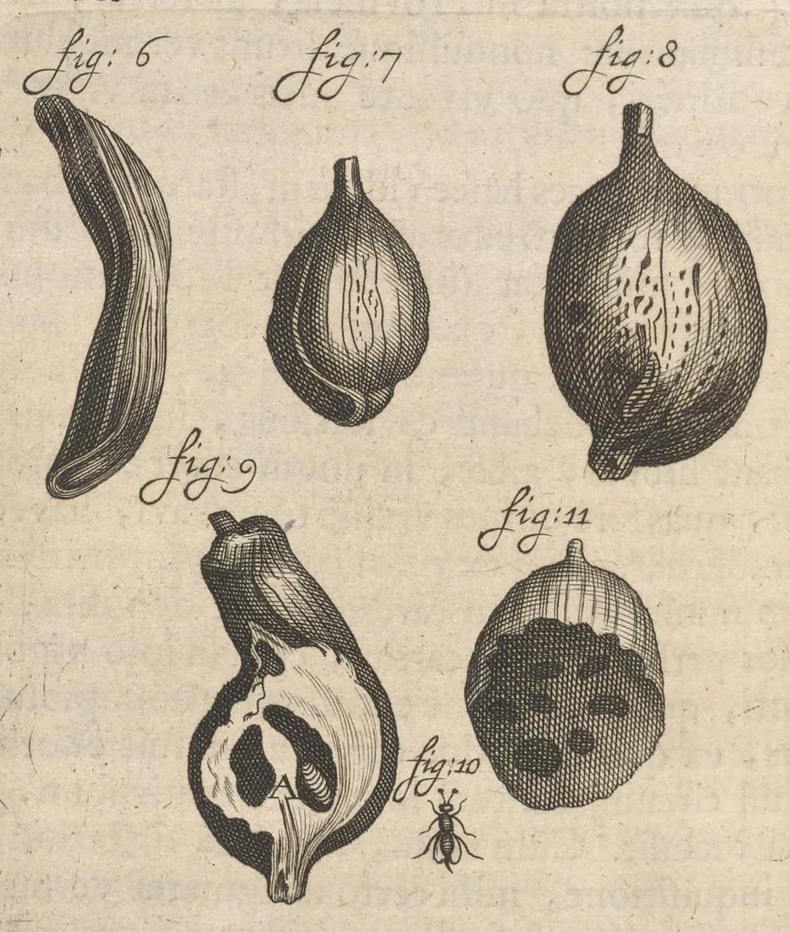 An illustration from Arcana naturae, ope & beneficio exquisitissimorum microscopiorum detecta, variisque experimentis demonstrata : una cum discursu & ulteriori dilucidatione, epistolis suis ad celeberrimum, quod Ser.mi Magnae Brittanniae regis auspicio Londini floret, philosophorum collegium datis, comprehensa, 1696, leaf 453