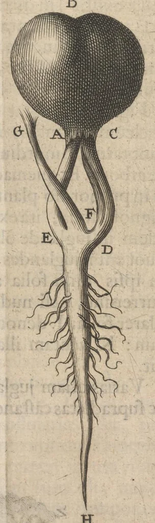 An illustration from Arcana naturae, ope & beneficio exquisitissimorum microscopiorum detecta, variisque experimentis demonstrata : una cum discursu & ulteriori dilucidatione, epistolis suis ad celeberrimum, quod Ser.mi Magnae Brittanniae regis auspicio Londini floret, philosophorum collegium datis, comprehensa, 1696, leaf 456