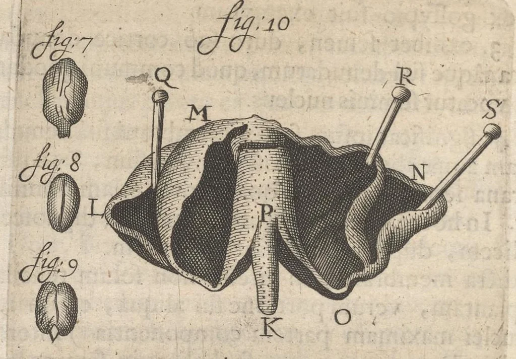 An illustration from Arcana naturae, ope & beneficio exquisitissimorum microscopiorum detecta, variisque experimentis demonstrata : una cum discursu & ulteriori dilucidatione, epistolis suis ad celeberrimum, quod Ser.mi Magnae Brittanniae regis auspicio Londini floret, philosophorum collegium datis, comprehensa, 1696, leaf 463