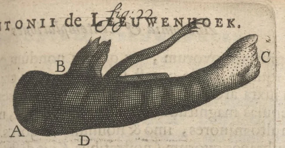 An illustration from Arcana naturae, ope & beneficio exquisitissimorum microscopiorum detecta, variisque experimentis demonstrata : una cum discursu & ulteriori dilucidatione, epistolis suis ad celeberrimum, quod Ser.mi Magnae Brittanniae regis auspicio Londini floret, philosophorum collegium datis, comprehensa, 1696, leaf 470