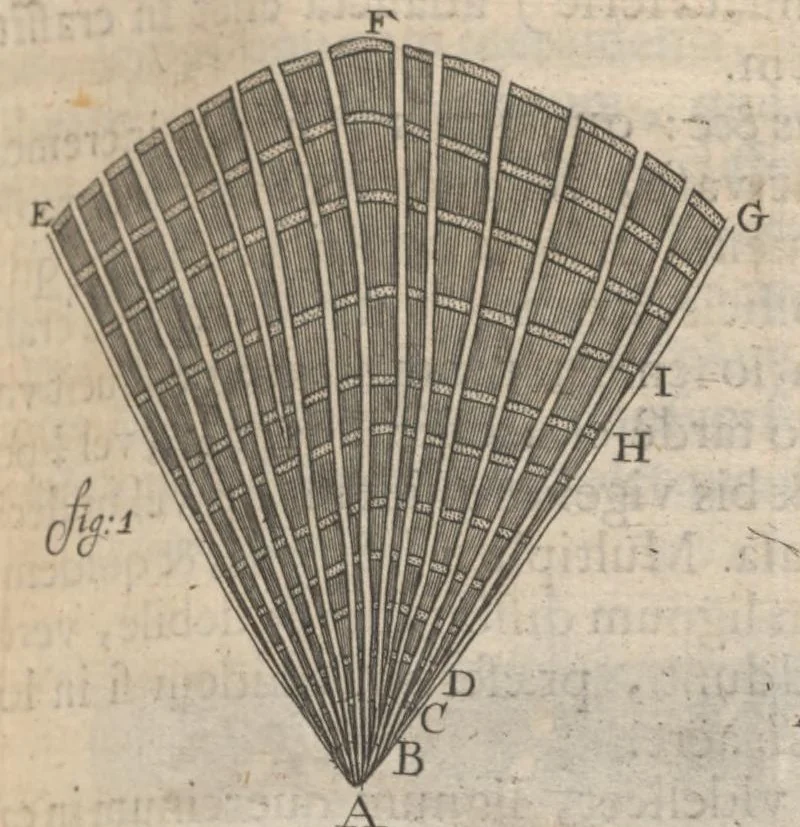 An illustration from Arcana naturae, ope & beneficio exquisitissimorum microscopiorum detecta, variisque experimentis demonstrata : una cum discursu & ulteriori dilucidatione, epistolis suis ad celeberrimum, quod Ser.mi Magnae Brittanniae regis auspicio Londini floret, philosophorum collegium datis, comprehensa, 1696, leaf 482