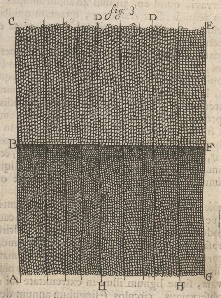 An illustration from Arcana naturae, ope & beneficio exquisitissimorum microscopiorum detecta, variisque experimentis demonstrata : una cum discursu & ulteriori dilucidatione, epistolis suis ad celeberrimum, quod Ser.mi Magnae Brittanniae regis auspicio Londini floret, philosophorum collegium datis, comprehensa, 1696, leaf 491