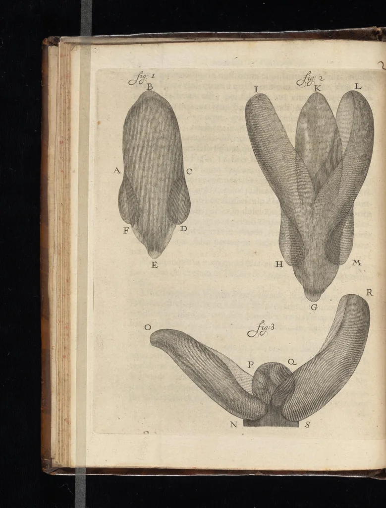 An illustration from Arcana naturae, ope & beneficio exquisitissimorum microscopiorum detecta, variisque experimentis demonstrata : una cum discursu & ulteriori dilucidatione, epistolis suis ad celeberrimum, quod Ser.mi Magnae Brittanniae regis auspicio Londini floret, philosophorum collegium datis, comprehensa, 1696, leaf 53