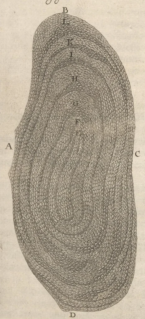 An illustration from Arcana naturae, ope & beneficio exquisitissimorum microscopiorum detecta, variisque experimentis demonstrata : una cum discursu & ulteriori dilucidatione, epistolis suis ad celeberrimum, quod Ser.mi Magnae Brittanniae regis auspicio Londini floret, philosophorum collegium datis, comprehensa, 1696, leaf 79