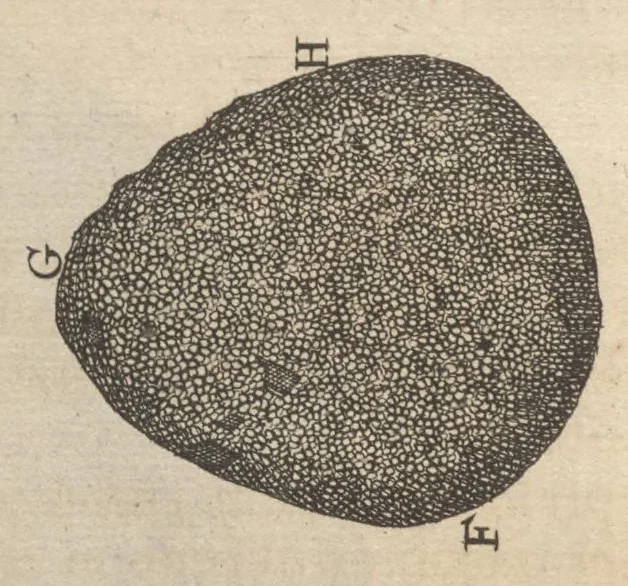 An illustration from Arcana naturae, ope & beneficio exquisitissimorum microscopiorum detecta, variisque experimentis demonstrata : una cum discursu & ulteriori dilucidatione, epistolis suis ad celeberrimum, quod Ser.mi Magnae Brittanniae regis auspicio Londini floret, philosophorum collegium datis, comprehensa, 1696, leaf 81