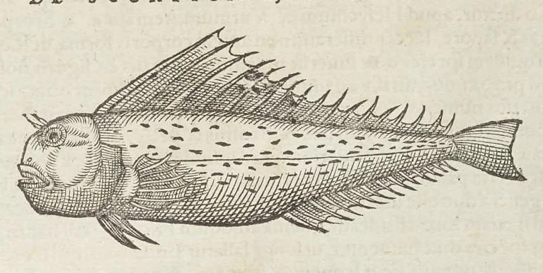 An illustration from Historiæ animalivm ..., 1551, leaf 1062