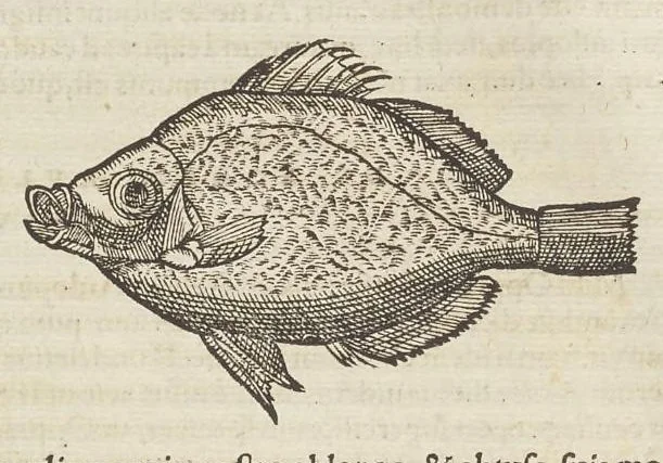 An illustration from Historiæ animalivm ..., 1551, leaf 113