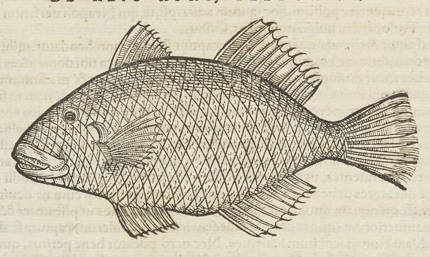 An illustration from Historiæ animalivm ..., 1551, leaf 113