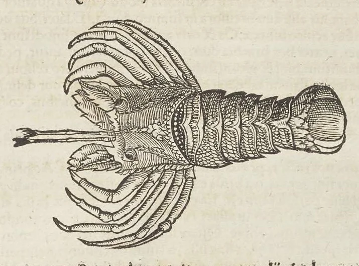 An illustration from Historiæ animalivm ..., 1551, leaf 1130