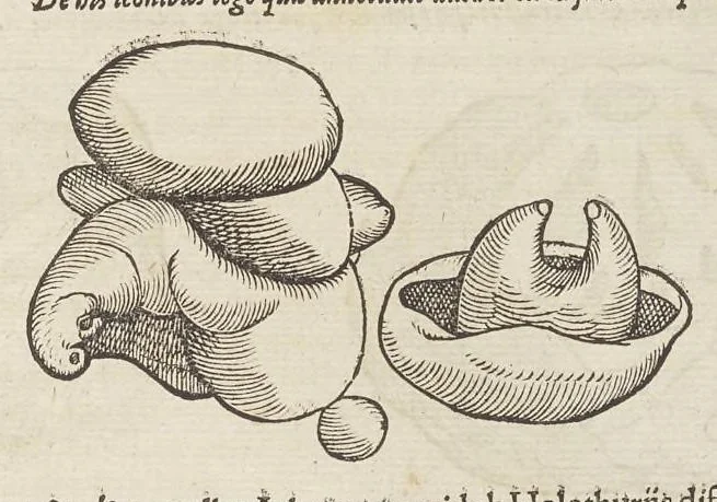 An illustration from Historiæ animalivm ..., 1551, leaf 1186