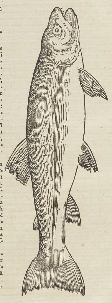 An illustration from Historiæ animalivm ..., 1551, leaf 1243