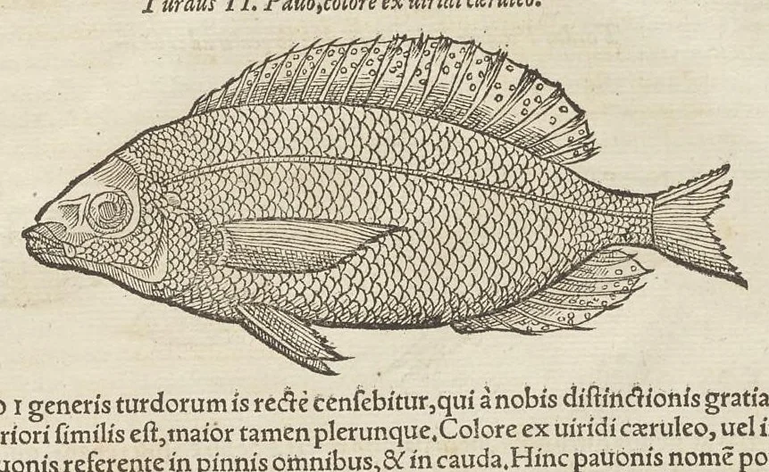 An illustration from Historiæ animalivm ..., 1551, leaf 1258