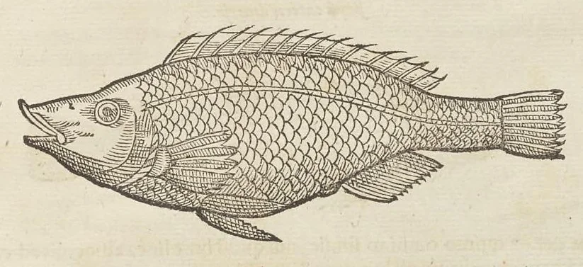 An illustration from Historiæ animalivm ..., 1551, leaf 1258