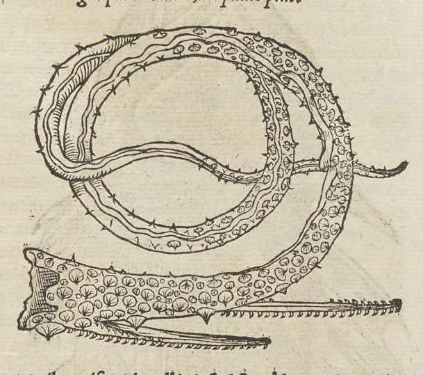 An illustration from Historiæ animalivm ..., 1551, leaf 132