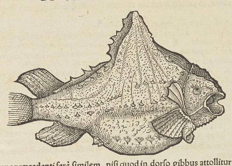 An illustration from Historiæ animalivm ..., 1551, leaf 1328