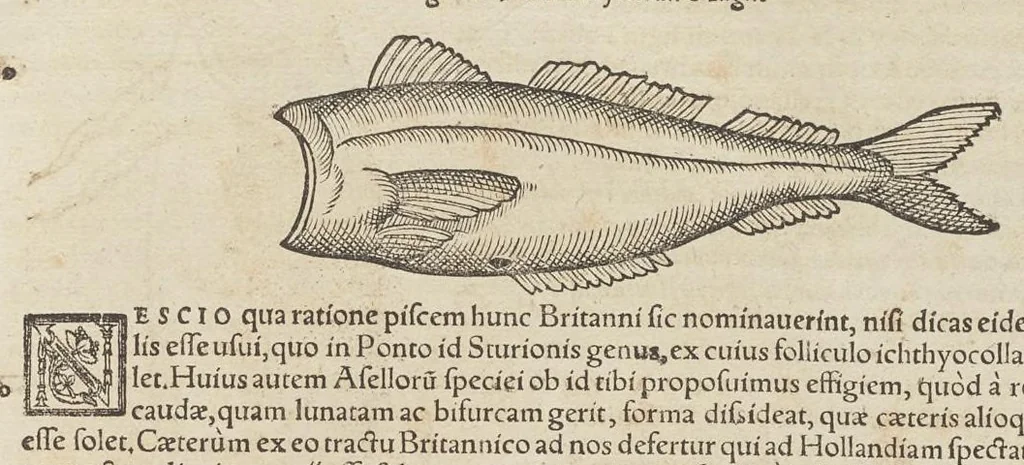 An illustration from Historiæ animalivm ..., 1551, leaf 146