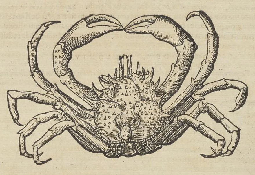 An illustration from Historiæ animalivm ..., 1551, leaf 224