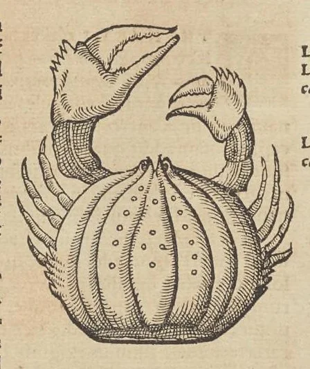 An illustration from Historiæ animalivm ..., 1551, leaf 238