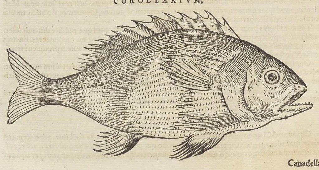An illustration from Historiæ animalivm ..., 1551, leaf 305