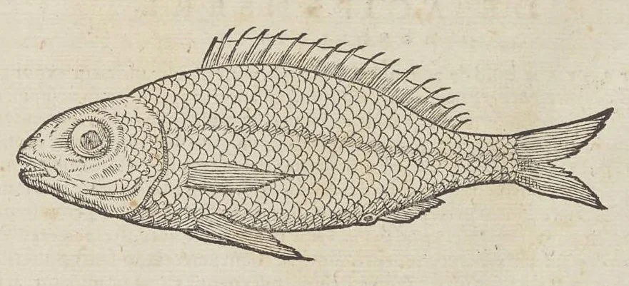An illustration from Historiæ animalivm ..., 1551, leaf 44