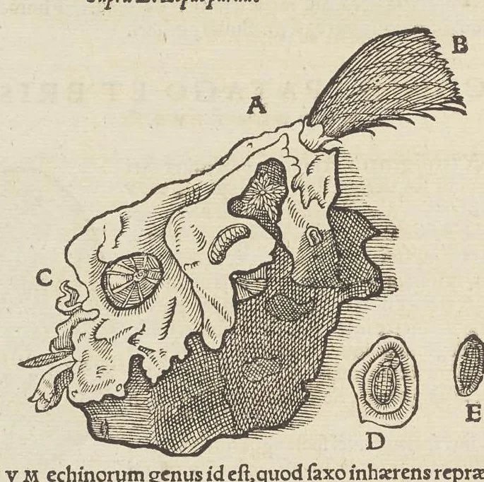 An illustration from Historiæ animalivm ..., 1551, leaf 461