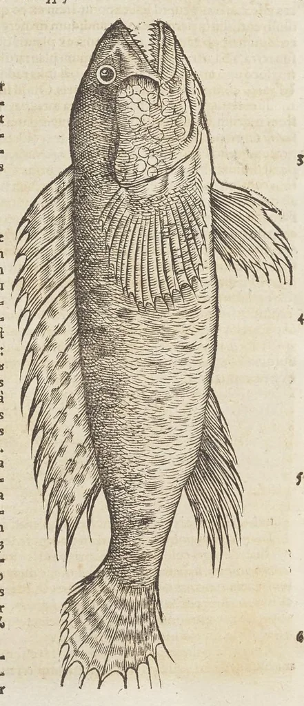 An illustration from Historiæ animalivm ..., 1551, leaf 513