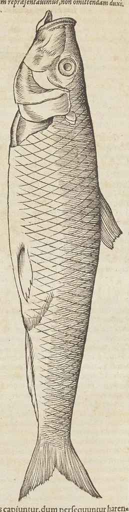 An illustration from Historiæ animalivm ..., 1551, leaf 529