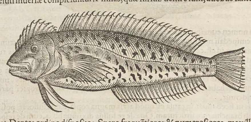 An illustration from Historiæ animalivm ..., 1551, leaf 59