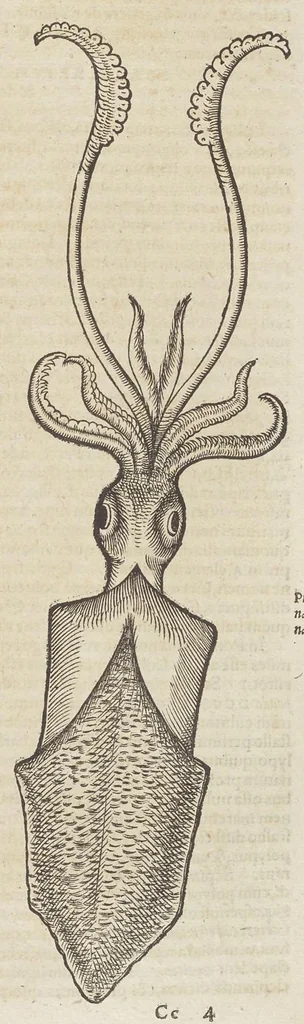 An illustration from Historiæ animalivm ..., 1551, leaf 626