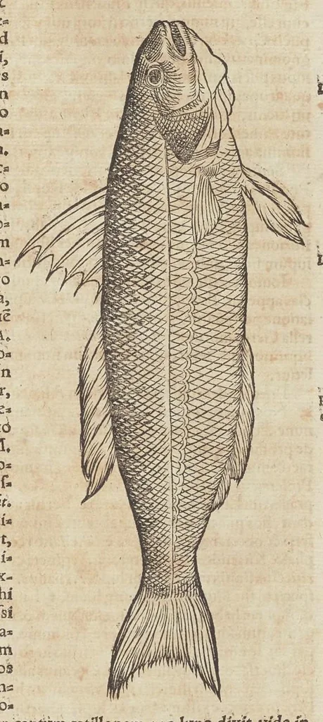 An illustration from Historiæ animalivm ..., 1551, leaf 644