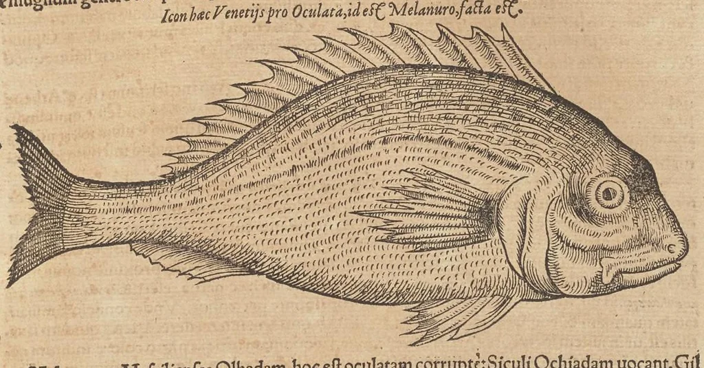 An illustration from Historiæ animalivm ..., 1551, leaf 682
