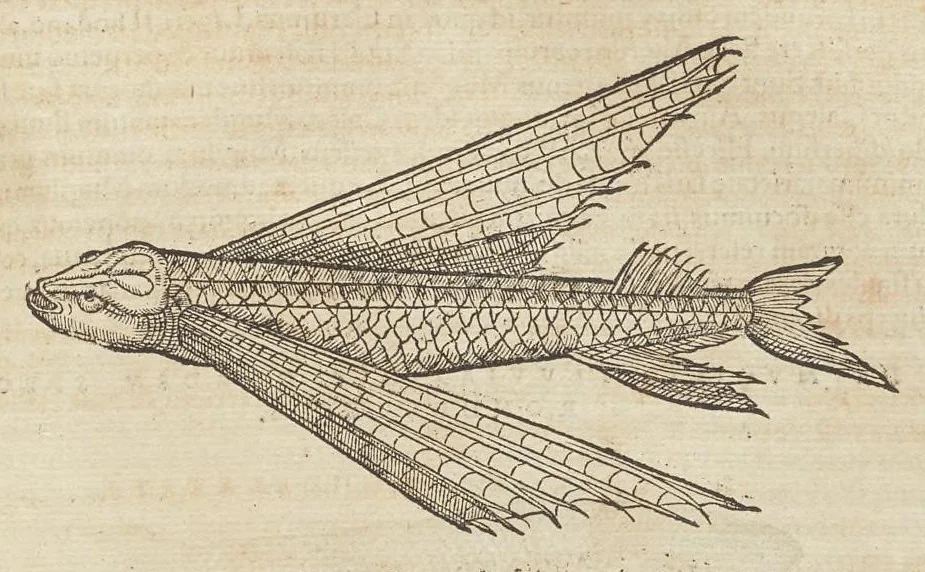 An illustration from Historiæ animalivm ..., 1551, leaf 696