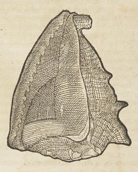 An illustration from Historiæ animalivm ..., 1551, leaf 734