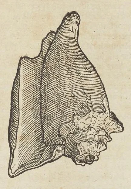 An illustration from Historiæ animalivm ..., 1551, leaf 734